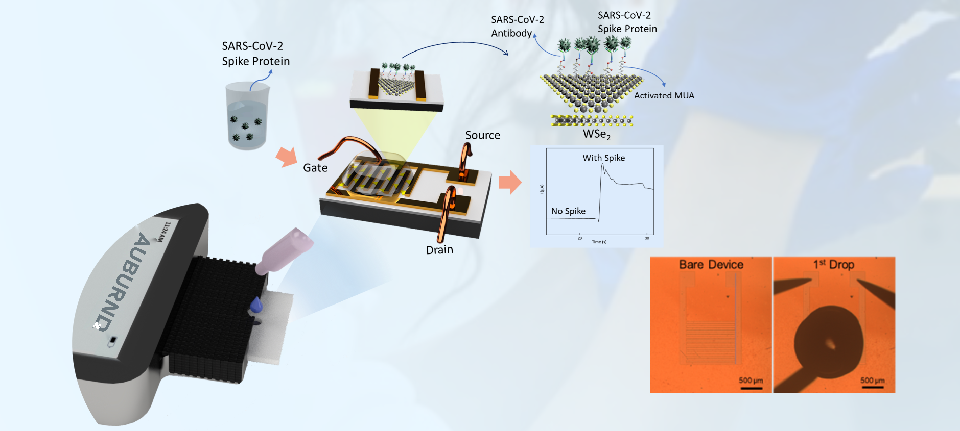 The AuburnDx sensing stack — WSe2 channel, MUA linker, antibody surface and FET readout